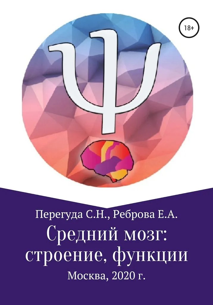Средний мозг: строение и функции