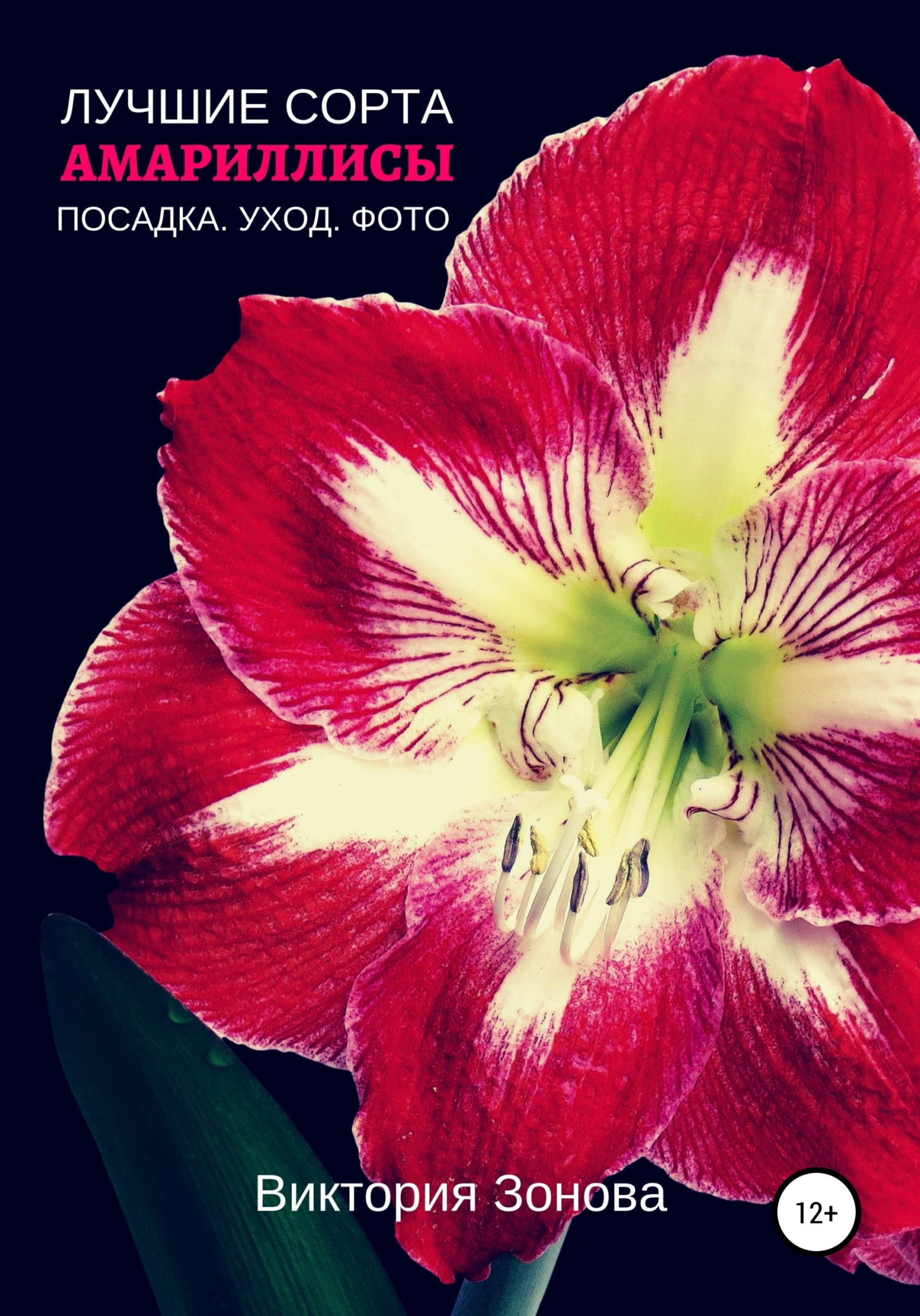 Амариллисы. Лучшие сорта