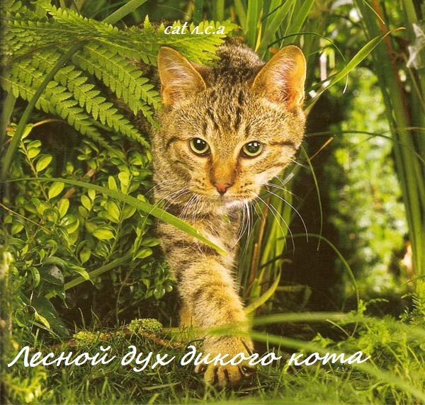 Лесной дух дикого кота (СИ)