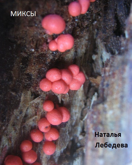 Миксы (СИ)