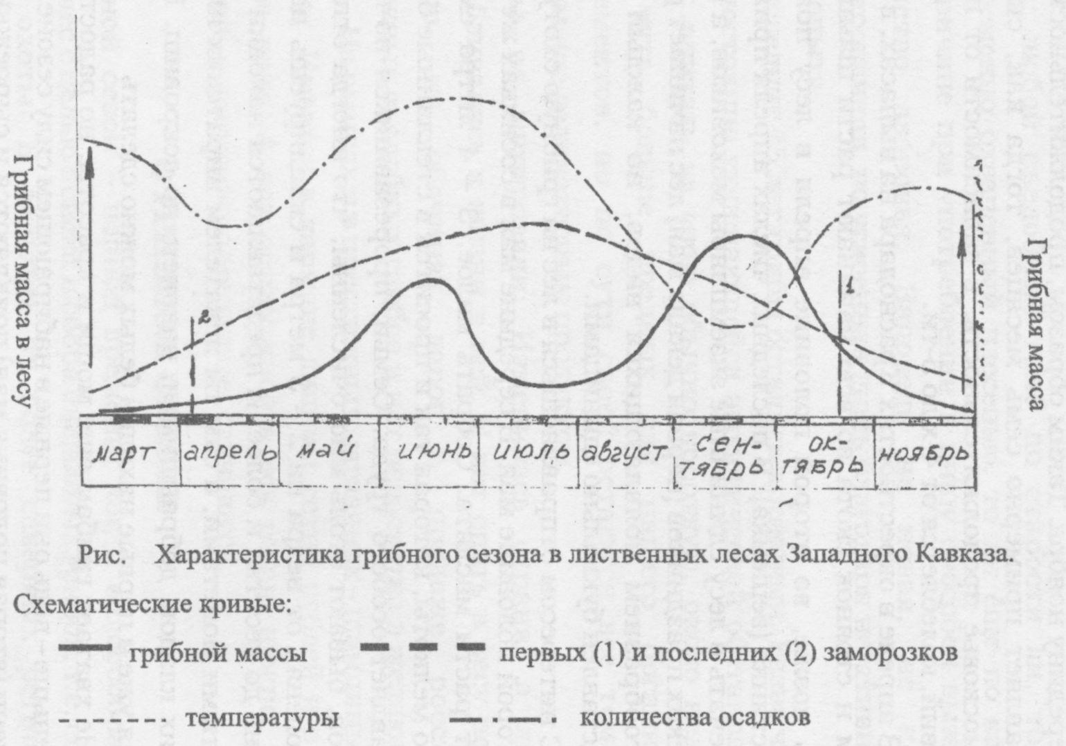 О росте и сборах грибов на Кубани